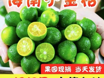 小金桔海南青金桔小青柠新鲜水果奶茶店专用整箱包邮量大从优包邮图4