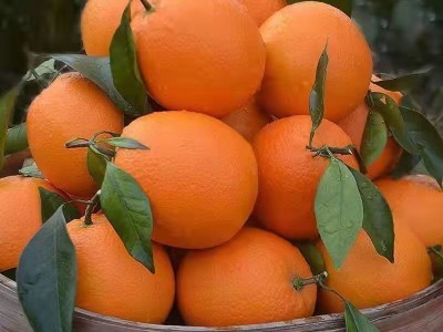 橙子脐橙超甜纽荷尔手剥橙孕妇当季新鲜水果批发包邮厂家批发图2