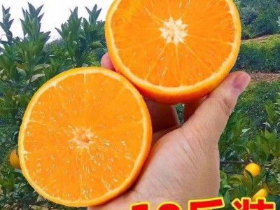 橙子脐橙超甜纽荷尔手剥橙孕妇当季新鲜水果批发包邮厂家批发图3