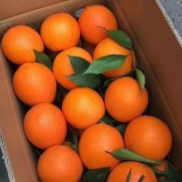 橙子脐橙超甜纽荷尔手剥橙孕妇当季新鲜水果批发包邮厂家批发