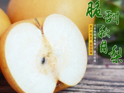 山东烟台秋月梨自家果园新鲜采摘丰水梨圆黄南水梨水果脆甜一件批图2