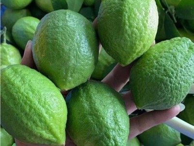 广东香水柠檬无籽果园现摘新鲜奶茶店商超专用浓香型批发一件代发图3