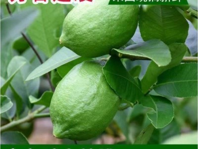 海南香水柠檬新鲜现摘柠檬零售批发无籽清香味包邮奶茶饮品店专用图2