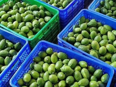 海南香水柠檬新鲜现摘柠檬零售批发无籽清香味包邮奶茶饮品店专用图4