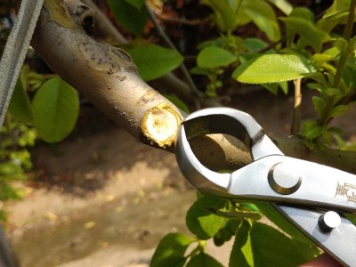 盆景造型修剪工具不锈钢球剪球形钳树瘤剪用于剪切树茬 球形剪图4