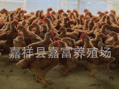 脱温红玉公鸡苗九斤红鸡苗价格 孵化场大量供应大红公鸡幼苗活体图4