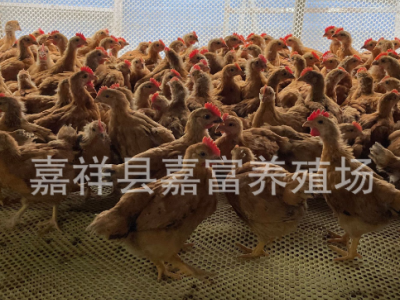 脱温红玉公鸡苗九斤红鸡苗价格 孵化场大量供应大红公鸡幼苗活体图2