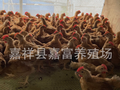 脱温红玉公鸡苗九斤红鸡苗价格 孵化场大量供应大红公鸡幼苗活体图3