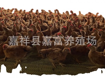 脱温红玉公鸡苗九斤红鸡苗价格 孵化场大量供应大红公鸡幼苗活体图5