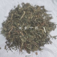 批发供应冷背中药材鸡娃草 鸡洼草别名蓝雪草、小蓝雪草 刺矶松