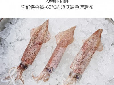 东山小管 活冻鱿鱼 小鱿鱼 甜脆爽口 鲜嫩美味 全国包邮图4