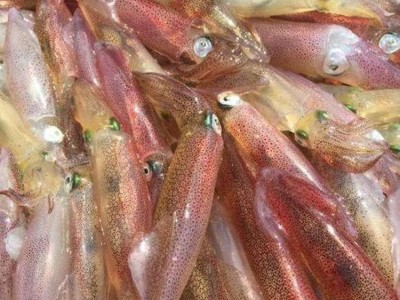 东山小管 活冻鱿鱼 小鱿鱼 甜脆爽口 鲜嫩美味 全国包邮图2