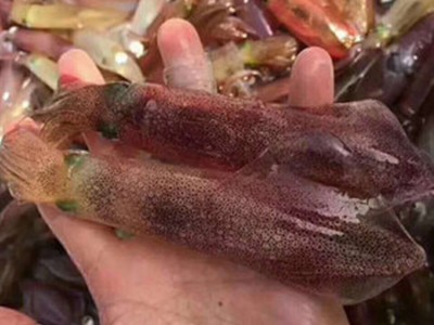 东山小管 活冻鱿鱼 小鱿鱼 甜脆爽口 鲜嫩美味 全国包邮图3