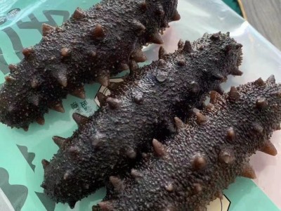 黄渤源厂家电商平台一件代发即食海参礼盒装辽参刺参500g底播海参图4