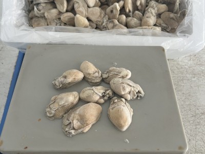 新鲜速冻生蚝海蛎子牡蛎当天现剥生蚝肉 海蛎子肉牡蛎肉去壳海鲜图3