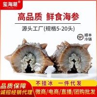 玺海潮厂家批发即食海参鲜食海参辽刺参非淡干海参干货批发代发