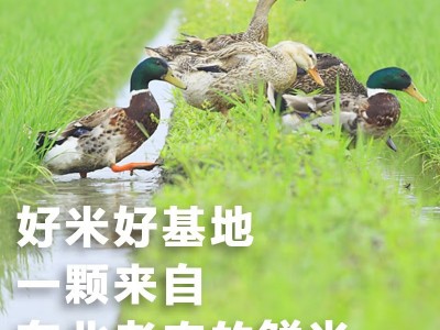 东北老农 稻香2号珍珠米 软糯香米 大米5斤5kg 20斤50斤米批发图3