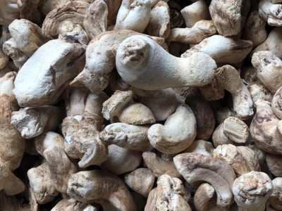 香菇腿 打磨单剪香菇脚1.5cm以下 干净图2