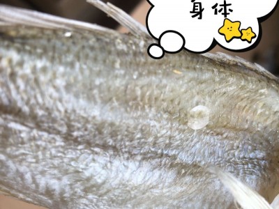 跑江湖地摊展会鲈鱼干海鲜干货海鲈鱼咸鱼干散装咸鱼干厂家批发图2
