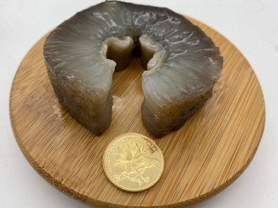 海参工厂大连即食海参鲜食海参辽参海参批发一件代发辽刺参非干货图2