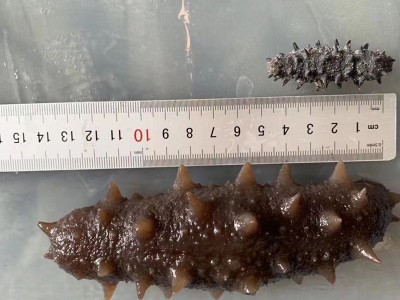 海参工厂大连即食海参鲜食海参辽参海参批发一件代发辽刺参非干货图3
