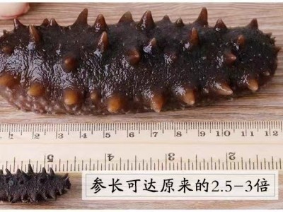 【高品质纯淡干】大连 高泡发淡干海参 支持一件代发50g 顺丰包邮图4