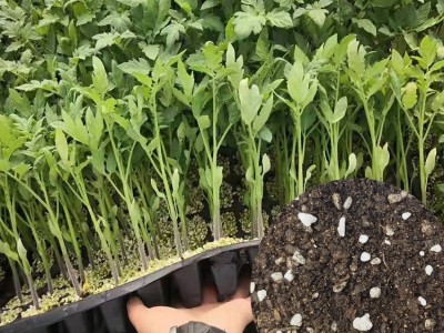 批发育苗基质蔬菜花卉苗木育苗土营养土种菜兰花多肉扦插育苗基质图2
