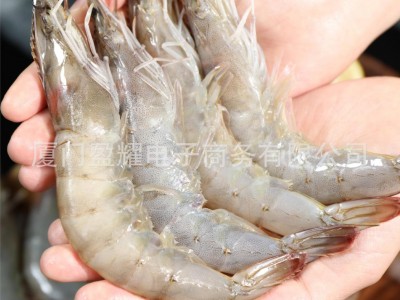 进口厄瓜多尔白虾3040规格净重2.8斤50-60只大虾家用商用图2