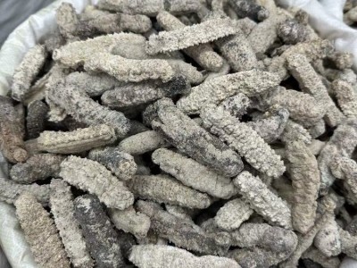 白黄玉参海参干货黄肉海参酒店餐饮刺王参50头图2