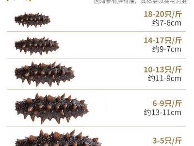 即食海参批发单个装口感软糯速食大连海参辽刺参海生即时海参礼盒图4