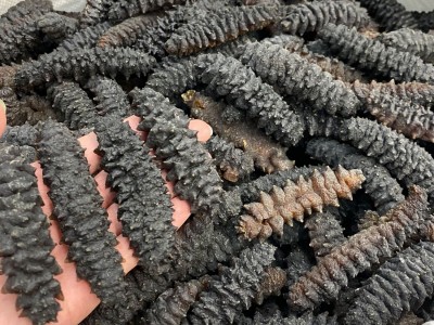 一手批发龙纹参深海淡干螺纹参黑刺海参 淡干足干海参干货500克图3