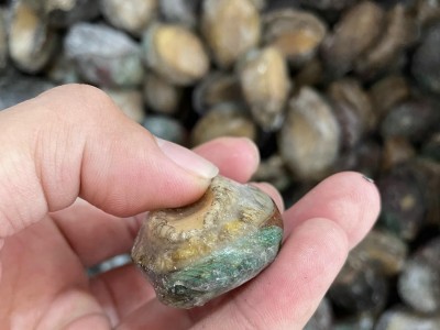 冻鲍鱼带壳小鲍鱼海鲜水产贝类散装中餐酒店佛跳墙烧烤煲汤捞汁图3