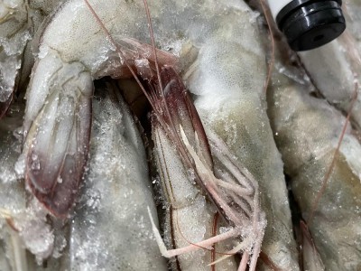 厄瓜多尔白虾冰冻大虾大基围盐冻大虾海捕大对虾青虾速冻深海虾图2