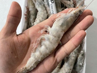 厄瓜多尔白虾冰冻大虾大基围盐冻大虾海捕大对虾青虾速冻深海虾图5