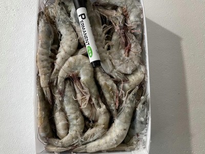厄瓜多尔白虾冰冻大虾大基围盐冻大虾海捕大对虾青虾速冻深海虾图4