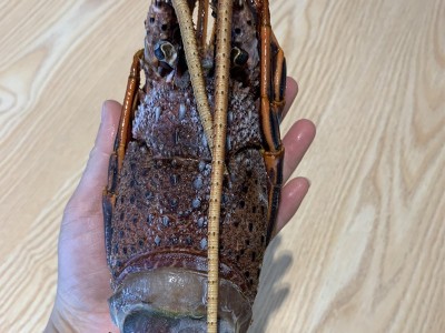 波士顿龙虾澳州红龙鲜活超大冰鲜大龙虾波龙青龙450-500g/只图4