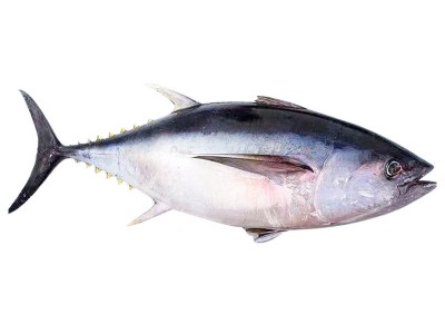 蓝旗金枪鱼50kg 整条新鲜刺身蓝旗黄鳍深海鱼斯里兰卡金枪鱼批发图5