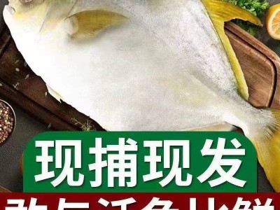大号鲳鱼鲜活水产金鲳鱼活冻生鲜深海白鲳鱼海鱼肉海昌鱼平 批发图2