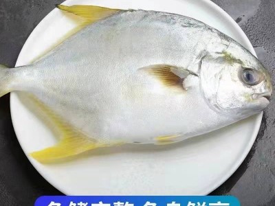大号鲳鱼鲜活水产金鲳鱼活冻生鲜深海白鲳鱼海鱼肉海昌鱼平 批发图4