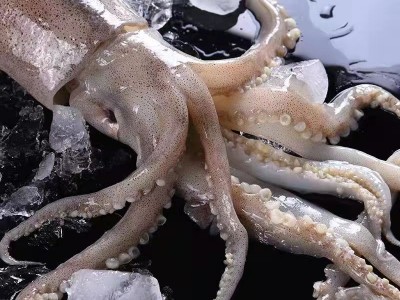 鲜活深海捕冷冻水产新鲜大鱿鱼尤鱼整只烧烤批发水产非干货烧烤图4
