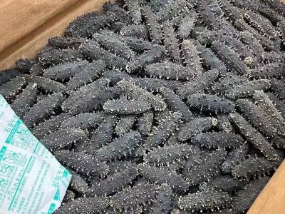 大连9年淡干海参干货500g深海辽刺参海渗叁礼盒非即食可代发批发图2