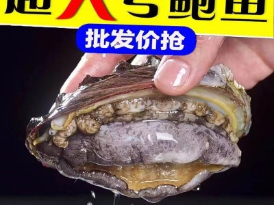 【特大号】鲜活大鲍鱼新鲜冷冻个大鲜活海捕超大野生非鲍鱼干活体图2