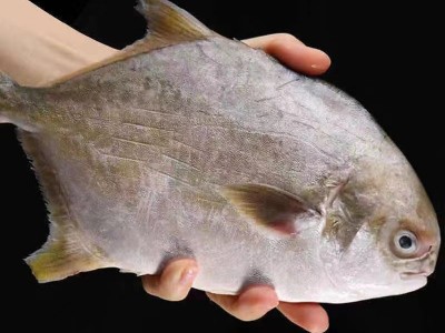 【纯野生】批发冷冻400g大金昌鱼平新鲜金鲳鱼鲜活鱼海深海海鲜图2