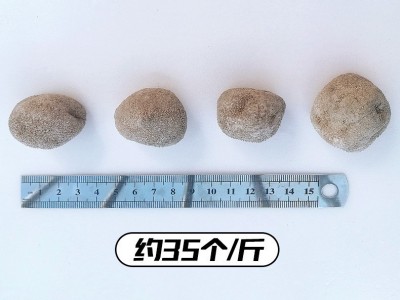 北海特产海参淡干500g海参乌元球参珍珠球参酒店节日送礼参干批发图2
