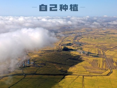稻可道稻花香米2号绿色五常大米5kg10斤东北大米特产农产品厂家发图3