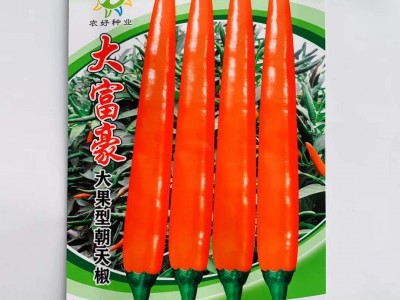 大果朝天椒椒多多二号耐高温硬果高产辣椒种子小米辣单生朝天椒图3