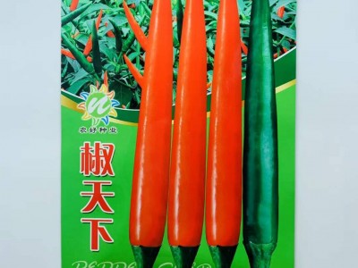 大果朝天椒椒多多二号耐高温硬果高产辣椒种子小米辣单生朝天椒图2