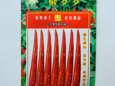 大果朝天椒椒多多二号耐高温硬果高产辣椒种子小米辣单生朝天椒图4