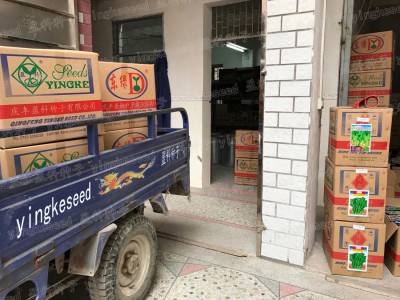 短叶十三号早萝卜种子 约500粒四季早熟大白萝卜罗卜蔬菜种子批发图2