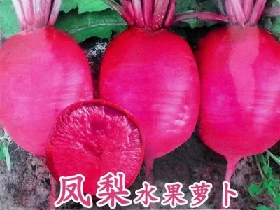 批发凤梨红心水果萝卜籽高产生吃满堂红心里美春秋夏季四季蔬菜籽图3